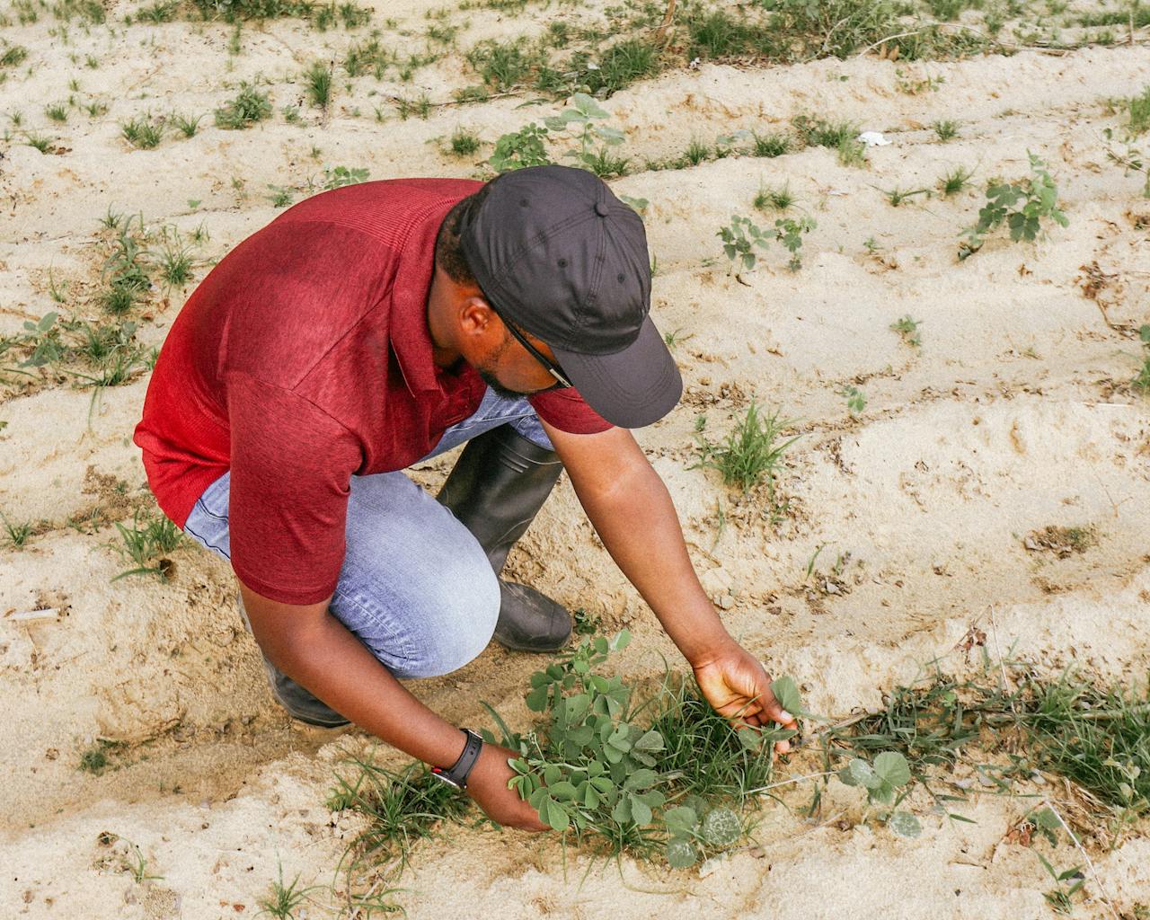 The Art of Drawing Readers In: Your attractive post title goes here A farmer in Nigeria examines plants in the field, promoting sustainable agriculture.