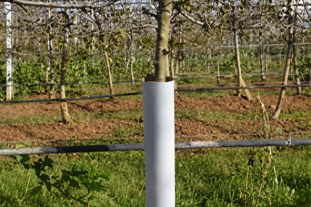 tree guard nursery