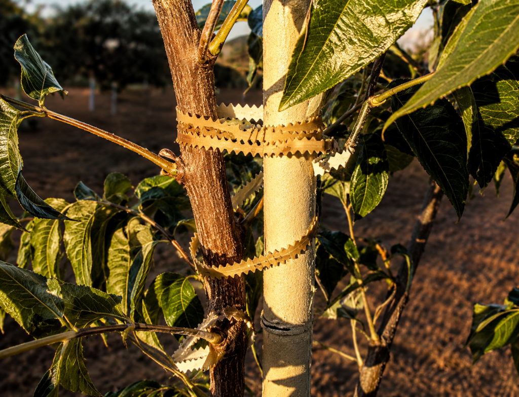 tree support